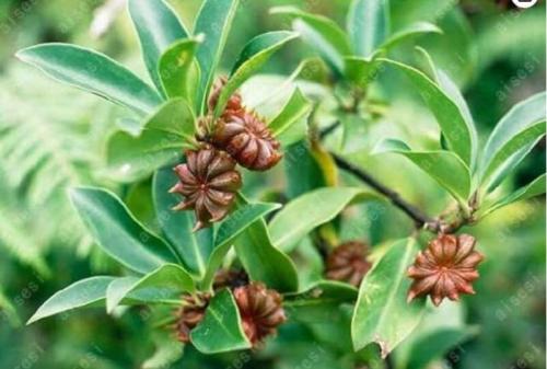 Star Anise Tree plants Illicium Verum Rare vegetable for Home garden Planting