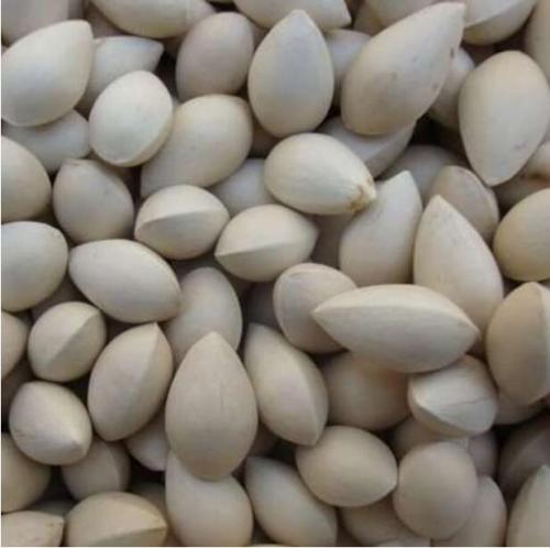 Ginkgo Seed Plant Rare Chinese Herb Valuable Tree Plants Fresh Super Big Zhong zi for Home Garden