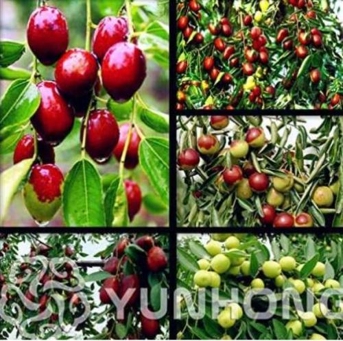 Red Jujube Seed Healthy Nutritious Fruit Seed Tree Plant Home Garden