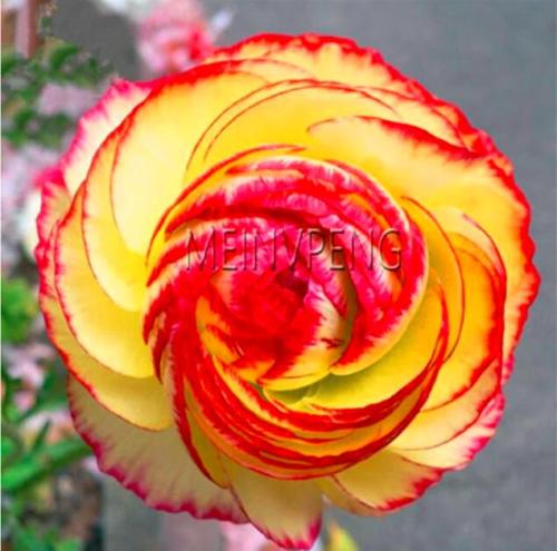 Persian Buttercup Garden Seeds, Double Colorful Flowers