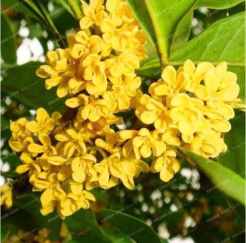 Osmanthus Fragrans Seed Charming and Fragrant Sweet Olive Tree Seed Cultivated As an Ornamental Plant for Home Garden - (Color: 1)
