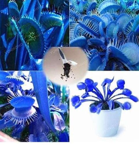 Blue Dionaea Muscipula Giant Clip Venus Flytrap Seed Plants Flower Seed Carnivorous Plant Seed