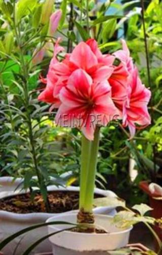 True amaryllis bulbs,hippeastrum flowers bulbs Rare Seed plants Barbados Lily potted home gar - (Color: 5)