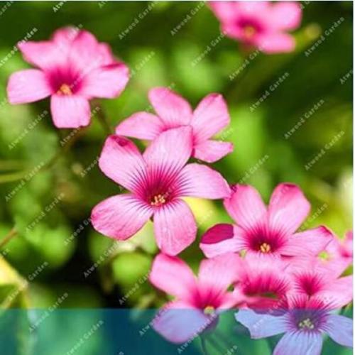 Oxalis versicolor flowers World's Rare Flowers Garden home planting O.versicolor Flowers