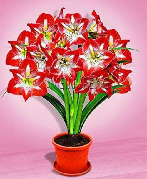 Trueamaryllisbulbs,hippeastrumflowersbulbsRareSeedplantsBarbadosLilypottedhomegar-(Color:7)