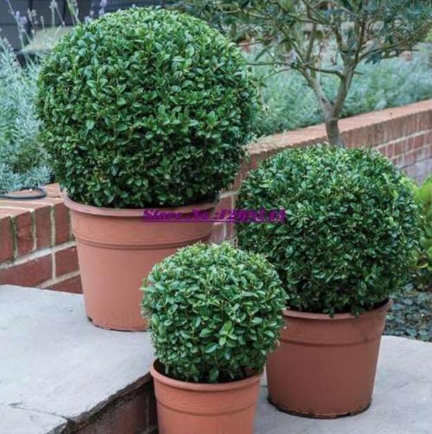 Buxussinica,ChineseBoxwoodSeed-HomeGarden