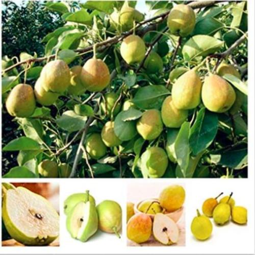 Pear Seed Nutritious and Juicy Fragrant Pear Seed Fruit Seed for Home Garden Supplies