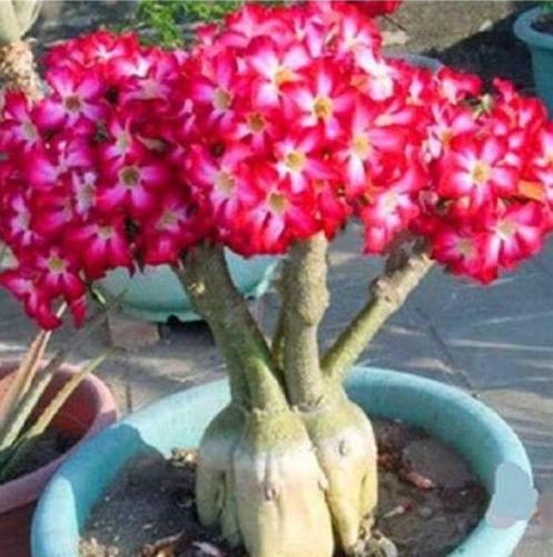 Desert Rose Seeds, Compact Single Flowers Rose Red and White Colors