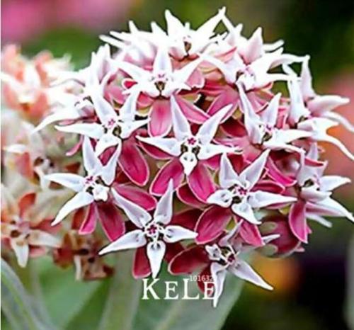 Showy Milkweed, Asclepias speciosa Plantas, Beautiful Seed Rare flower Plants for home garden