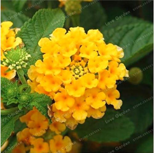 Lantana Camara plant Rare Perennial Gorgeous Flower plant Seed Plant for Home Garden Plant - (Yellow)
