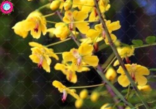 Sophora japonica Seeds (Yellow Flowers)