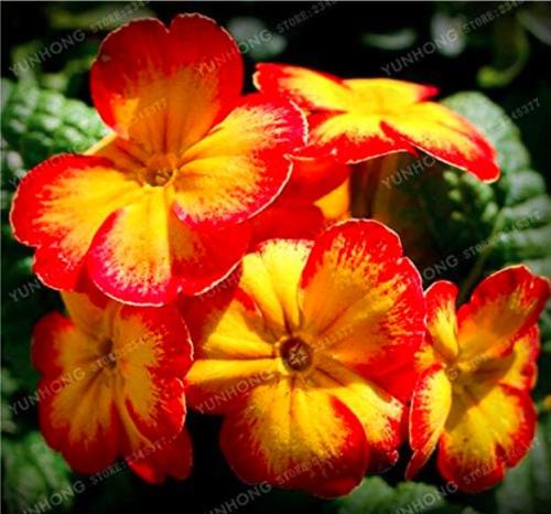 Europe Primula Acaulis Seed Primrose Rare Seed Flower for Home Garden Indoor Seed Plants - (Color: 3)