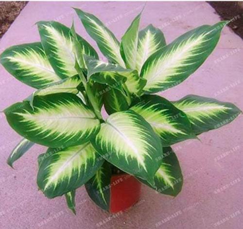 Rare Aglaonema Spp High Humidity Easy Grow Office Desk Seed Air Freshening Plants Radiation Protect Home Garden - (Color: 1)