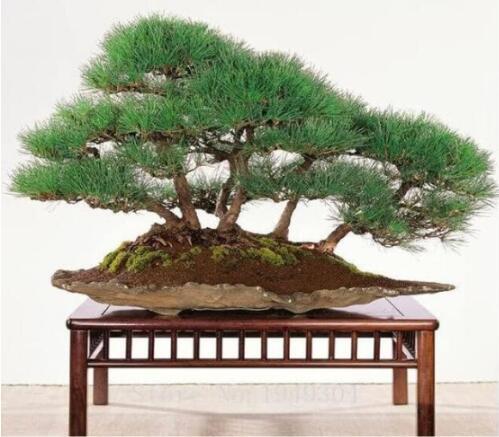 Japanese Black Pine Natural Indoor Seed Seed Wooden Perennial Plants for Home Garden Decor Packaging - (Color: 8)