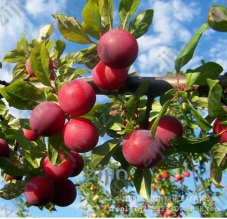 Brin Plum Seed Very Tasty Prune Fruit Seed Tree Jardin Seed Vegetables and Fruits Pot Plant Easy Grow
