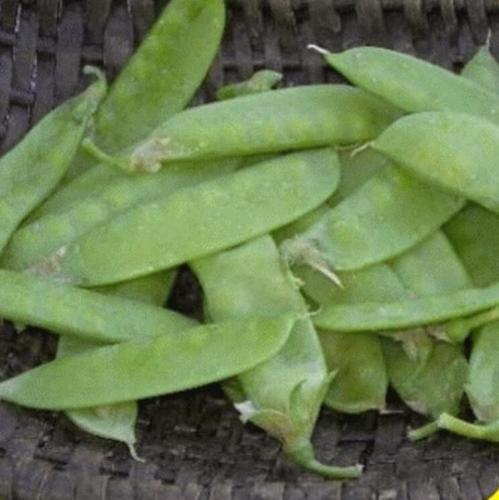 Mammoth fusion sugar Snap pea seeds
