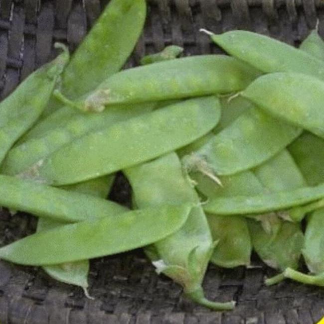 Mammoth fusion sugar Snap pea seeds