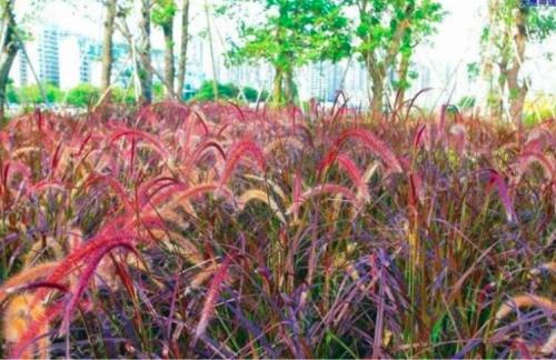 Pennisetum Seed Outdoor Ornamental Herb Grass Plant for Home Garden Perennial Potted Flower Plant Easy Grow - (Color: 11)