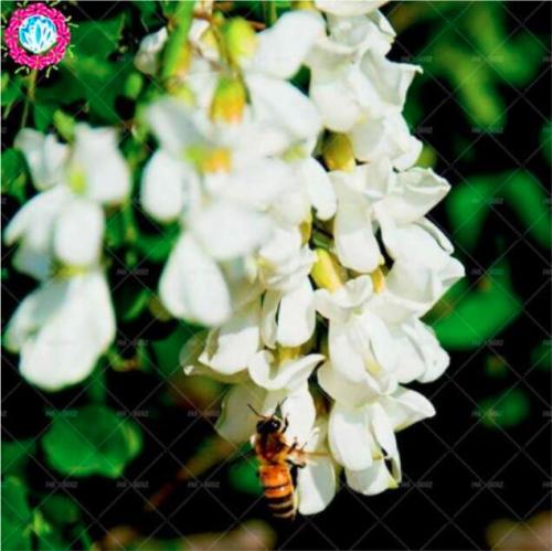 Sophora japonica Seed rare flowers Seed tree perennial flowering woody plants home garden decoration semillas planta