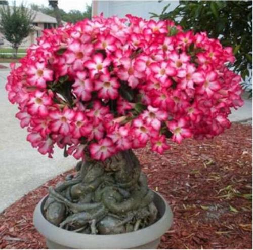 Desert Rose Seed, Compact Single Flowers (Rose Red amd White Colors)
