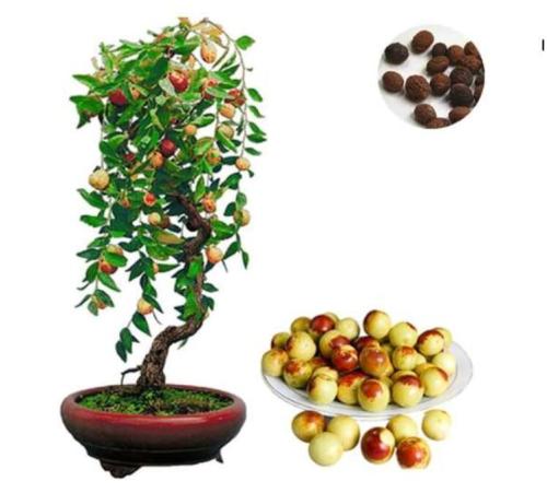 Jujube Seed Chinese Taiwan Big Jujube Seed Organic Fruit Tree Seed Rare Tropical Fruit Seed Home Garden