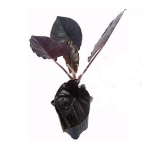 Alocasia Jewel of Borneo kapit Alocasia Infernalis Purple Elephant Ear Sml Potted Plant for Home Garden - (Color: 6)
