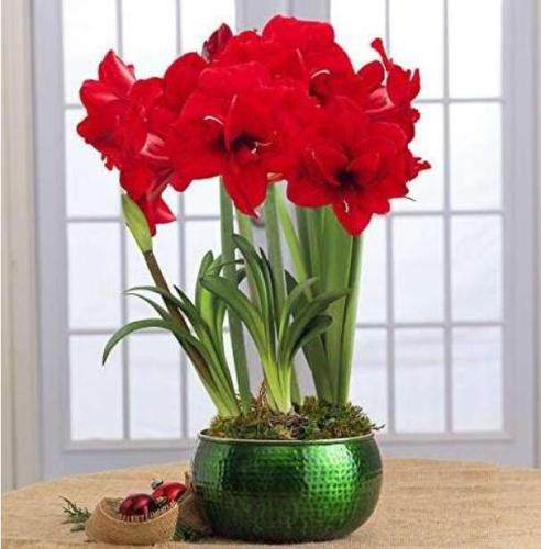Amaryllis Bulbs True HippeasBulbs True Hippeastrum Bulbs Flowers Barbados Lily Potted Home Garden Balcony Plant Bulbous - (Color: 1)
