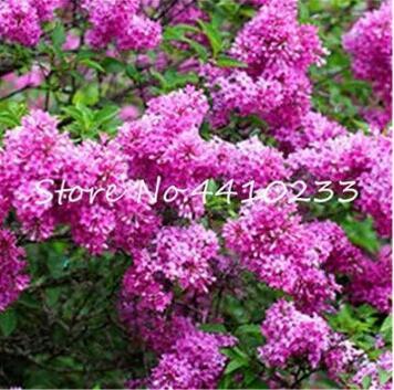Climbing Outdoor Hydrangea Flower Seed,Hydrangea Paniculata 'Vanilla Fraise',Seed Flower Potted Plant Garden Decor