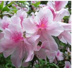 Azalea Seed, potted Seeds, flower Seeds, variety complete