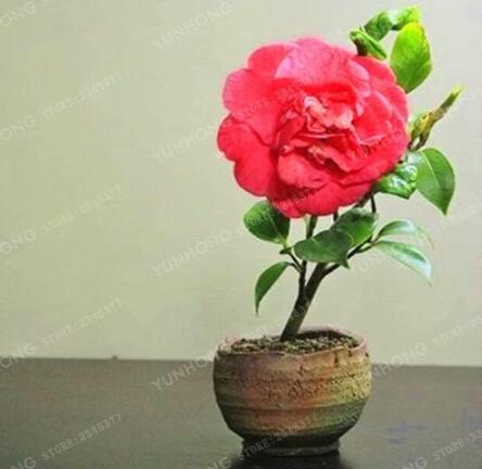 Mini Rose Seed Miniature Rose Seed A Little Cute Plants for Miniature Garden Plant Potted Baby Gift Flower Seed
