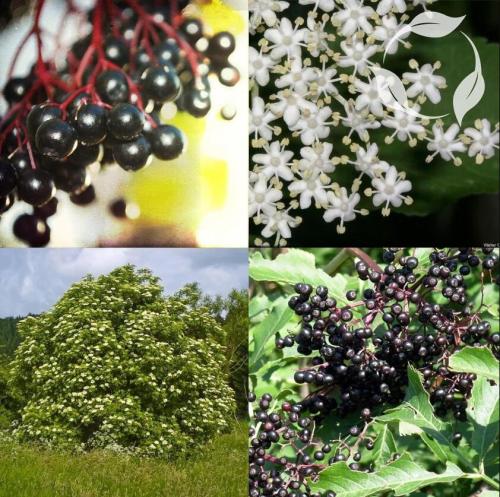 Black Elderberry - Sambucus nigra - 100+ seeds - Semillas - Graines