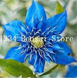 Rare Exotic Seed Clematis (not Bulb) Clematis Florida Seed Flower Perennial Flowering Potted Plants DIY Home Garden