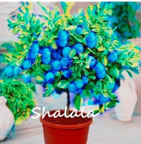 Rainbow Lemon Seed Dwarf Lime Tea Fruit plants Garden Organic Citrus Limon Tree - (Color: 1)