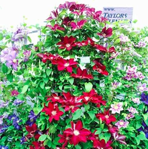Climbing Clematis Seed Flowers Clematis Vine Seed Perennial Flower Seed Clematis Plants Seed Pot Garden Plant - (Color: 5)