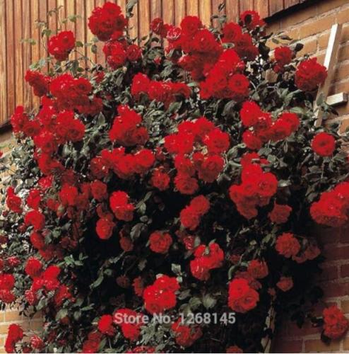 Rose 'Paul's Scarlet' (Climbing) Hardy Shrub Seed - Home Garden R01