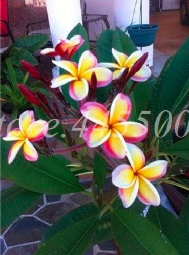 HawaiianPlumeriaSeedFrangipaniLeiFlowerRareExoticEggFlowerMixedColorsFloreHomeGardenPlanting-(Color:16)