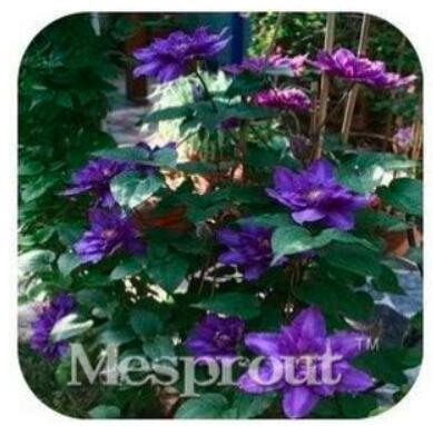 Vine Clematis Potted Clematis Garden Flowers The Clematis Bulbs 100 Seed/Bag Home Garden - (Color: 17)