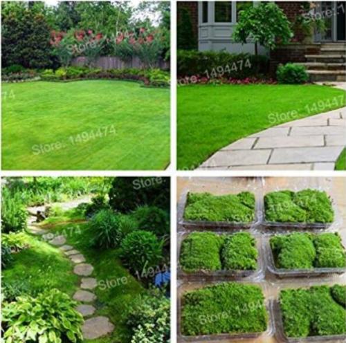 Irish Moss Plants courtyard Seed plant Sagina Subulata Plantas Mox Moss floresling Plant for home garden - (Color: Green)