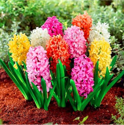 Hyacinthus Plants Perennial Rare Hyacinth Potted Seed Balcony Flower Plantas for Home and Garden - (Color: Mix)