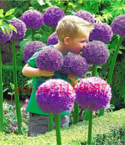 Giant Allium Globemaster Flower Plants Easy Growing Flower, Long Blossoming