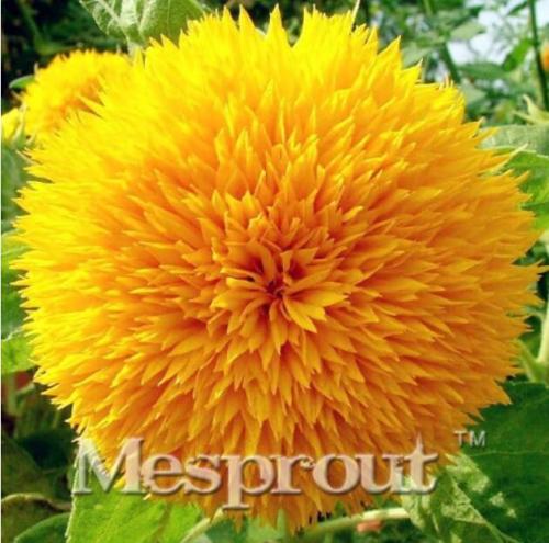 Rare Teddy Bear Sunflowers Seed Organic Helianthus annuus Seed ornamental flower Seed sunflower