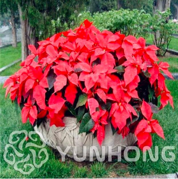 BarvinokSeedBeautifulSeedRareFlowerSeedPoinsettiaAmaranthHomeGarden