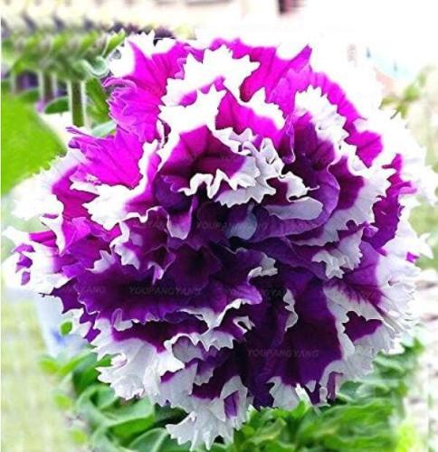 Petunia Garden Seeds Double Purple Flowers Purple Black Petunia High Germination Garden Decoratio