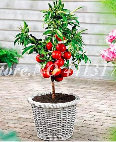 Sweet Peach Plant Japan Nectarine Peach Outdoor Tree Dwarf Bonanza Peaches Seed Fruit for Home Garden Flower Plants - (Color: 10)