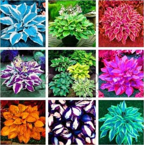Colorful hosta flores Indoor Seed flower plantas Coleus genus planting potted decor- (Color: MIX)