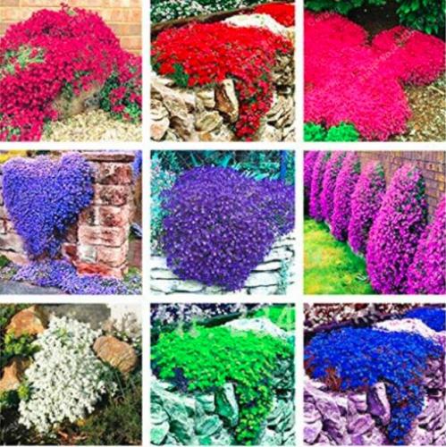 Rock CRESS Ground Cover Seed Creeping Thyme Flower Seed Carpet Evergreen Plant Easy to Grow for Garden Lawn