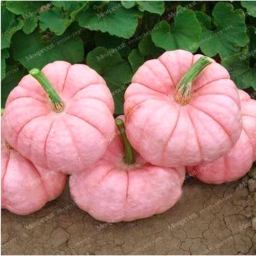 Pink Pumpkin Seed Halloween Pumpkin Organic Seed Vegetables Nutrient-rich Food NON-GMO Edible Plants for Home Garden