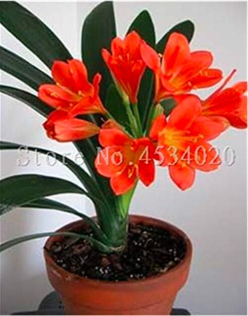 CliviaSeedFlowerPlants,IndoorSeedFlowersFloresPottedPlantforHomeGarden-(Color:12)