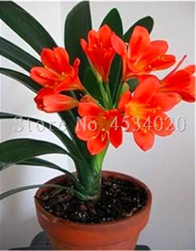 Clivia Seed Flower Plants, Indoor Seed Flowers Flores Potted Plant for Home Garden - (Color: 12)