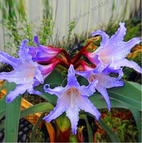 True Amaryllis Bulb